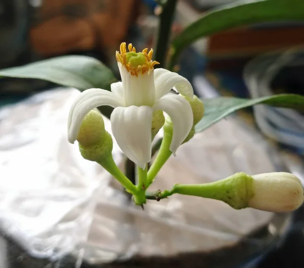 Açılmış limon çiçeği ve tomurcukları.
