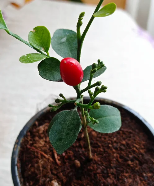 Murraya kırmızı berrie ve tomurcuklarıyla.