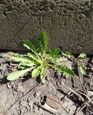 Sınıra yakın yeşil karahindiba yaprakları.