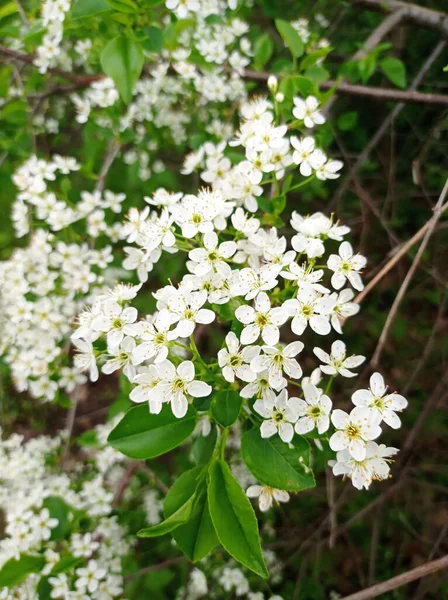Las Flores Blancas Del Cerezo Entre Las Hojas Verdes —  Fotos de Stock
