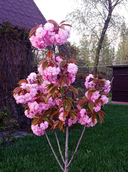 屋外的樱花 — 图库照片