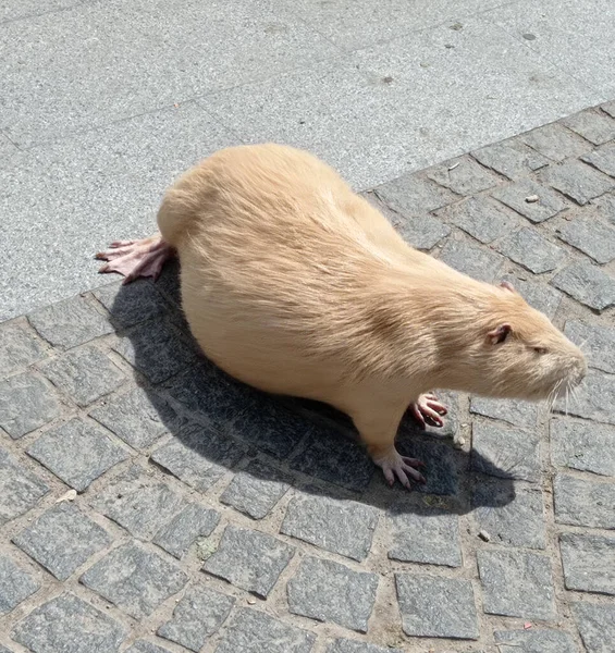 Asfaltta kırmızı hindistan cevizi.
