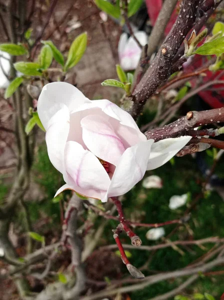 在树上绽放的浅粉色花朵的花蕾 — 图库照片