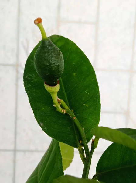 Kapalı limon ağacının olgunlaşmamış meyvesi.