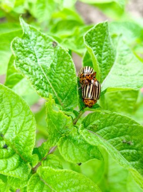 Colorado 'lu böcekler patates tarlasında.