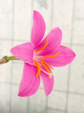 Pembe hippeastrum çiçeği. Yaklaş..