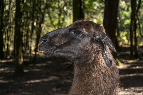 Portrait of a lama — Stock Photo, Image