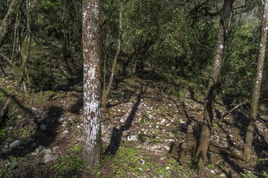 Latin Amerika yerli orman