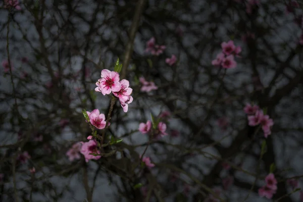 Fiori di pesco illuminati — Foto Stock