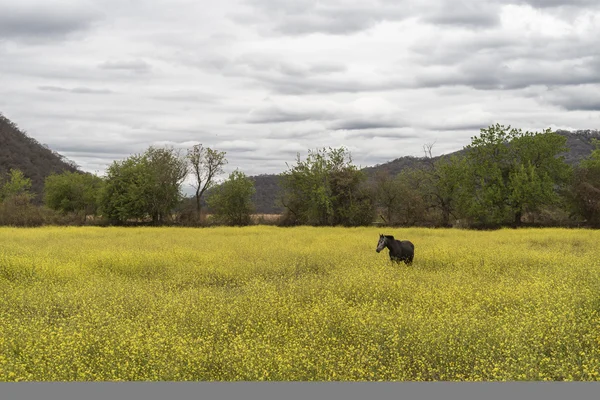Cavallo in campo di fiori gialli — Foto Stock