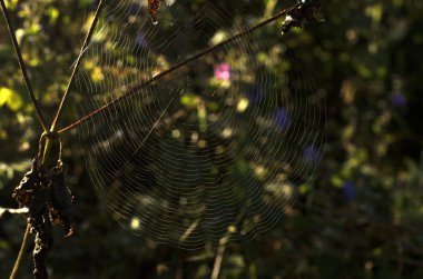 İçinde örümcek ağı porest