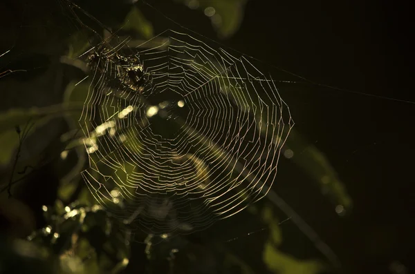 İçinde örümcek ağı porest — Stok fotoğraf