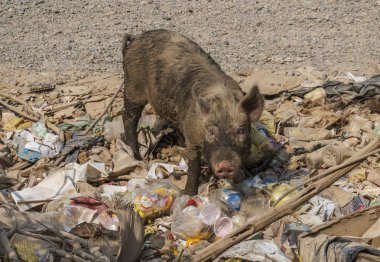 Çöp yiyen domuz