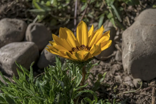 La flor de la gazania — Foto de Stock