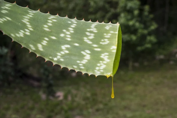 Aloe vera damlası — Stok fotoğraf