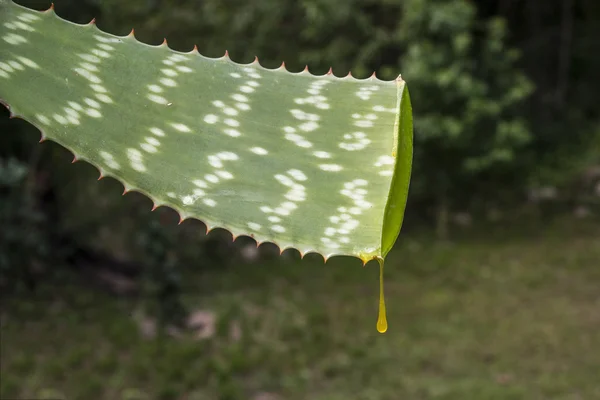 Gota de aloe vera — Fotografia de Stock