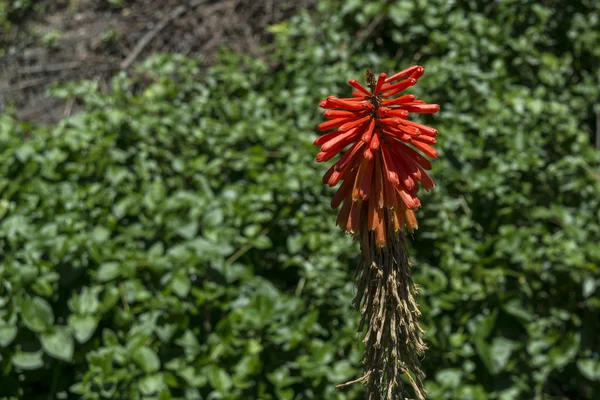 Aloe vera çiçek — Stok fotoğraf