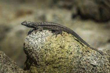 kertenkele bir kayada sunning