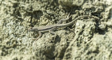 kertenkele bir kayada sunning