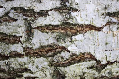 İnşaat ve iç dekorasyon için kalkanlar. Eski tahtalardan düşmüş ve boyanmış..