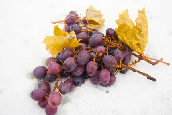 Mooie Tros Druiven Liggend Besneeuwde Grond Eerste Sneeuwval — Stockfoto