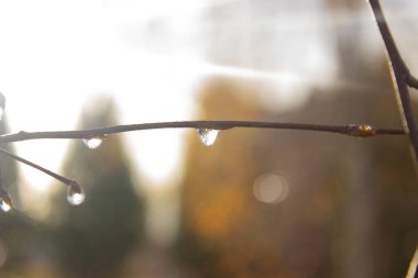 Ormanda kışın ağaçta huş dalları