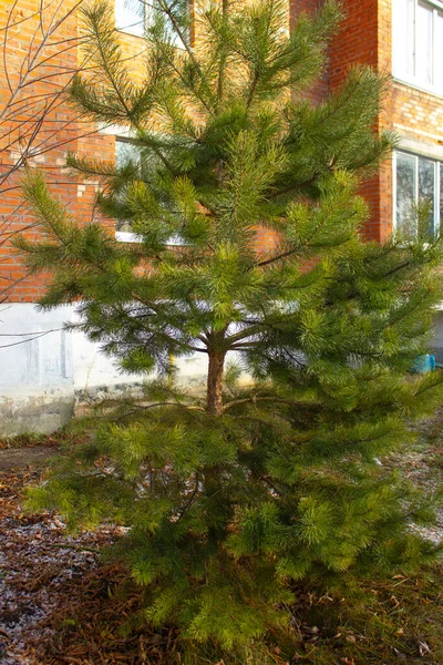 Beautiful Spruce Cones Branch — Stock Photo, Image