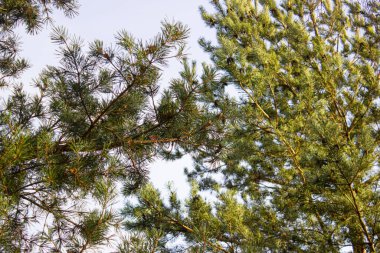 Güzel ladin kozalakları dalda