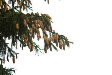 Güzel ladin kozalakları dalda