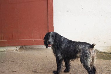 Bir binanın bahçesinde başıboş bir köpek.