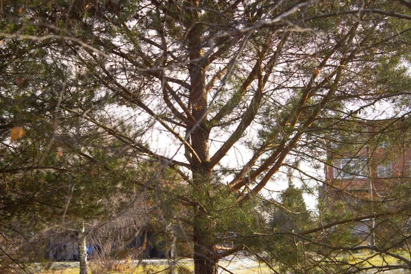 枝に美しいトウヒのコーン — ストック写真