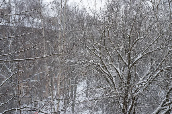 Trees covered with thin snow in the yard in February, St. Petersburg, Russia.