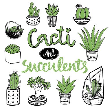  Kaktüsler ve succulents