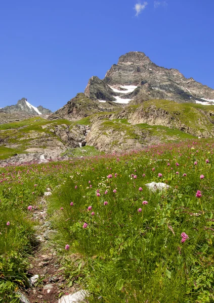 Tapis rouge en montagne . — Photo