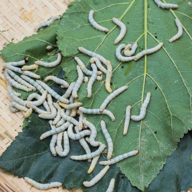 Ahşap sepet dut yaprağı yiyerek silkworms