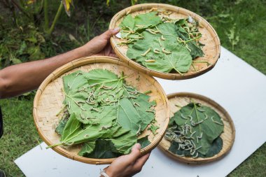 Ahşap sepet dut yaprağı yiyerek silkworms