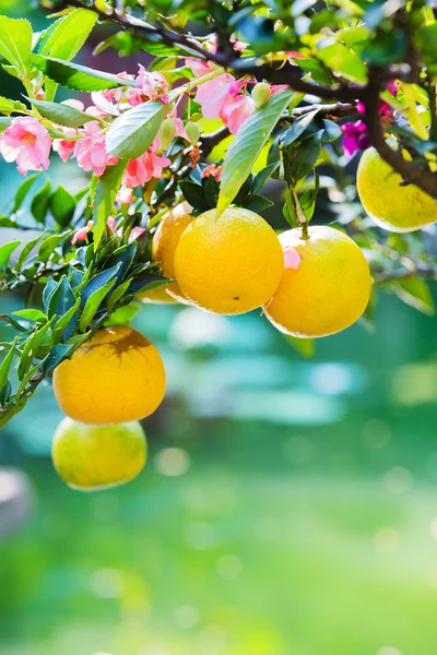 Pohon jeruk di kebun — Stok Foto