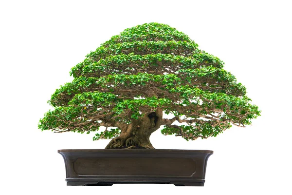 Pino bonsái contra una pared blanca —  Fotos de Stock