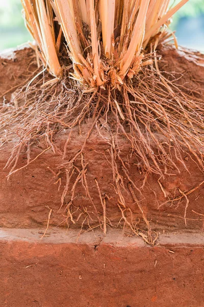 The root of Vetiver Grass in the ground — Stock Photo, Image