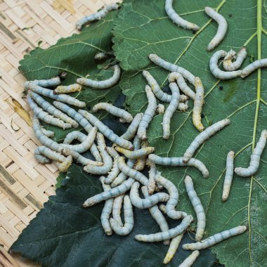 Silkworms dut yaprakları dokuma sepeti tarih ile