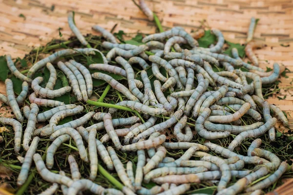 Silkworms dut yaprakları dokuma sepeti tarih ile — Stok fotoğraf