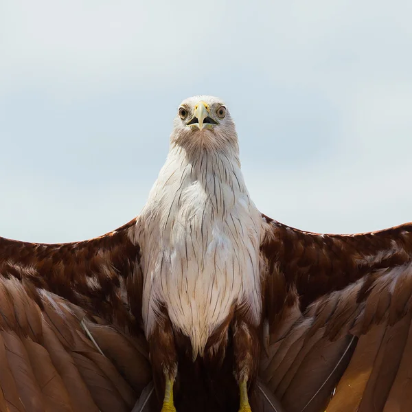 Aquila calva su sfondo bianco . — Foto Stock