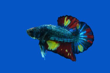 Siyam mücadele balık