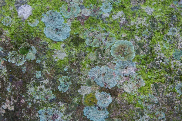 Lichen en la naturaleza —  Fotos de Stock