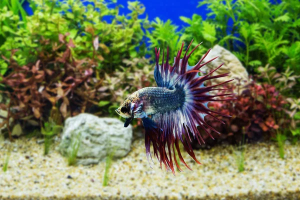 Siamese fighting fish with green plants — Stock Photo, Image