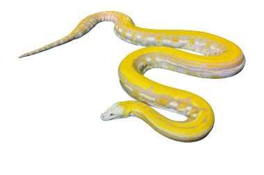 Altın Python, retiküle python (Python reticulatus)