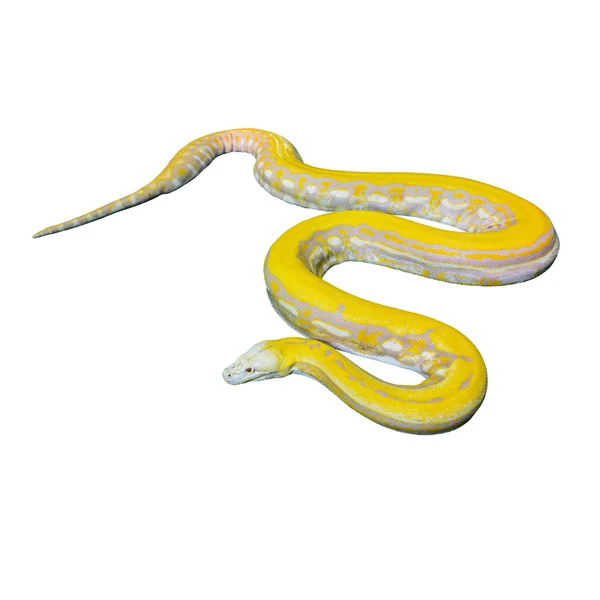 ゴールドのパイソン、網状の python (アミメニシキヘビ) — ストック写真