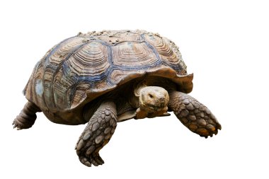 Beyaz arka plan üzerinde izole kaplumbağa çöl