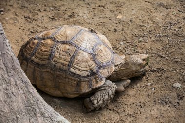 Çöl kaplumbağa groundisolated doğa arka plan üzerinde