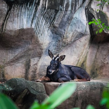 Sumantran Serow A tür-in keçi-antilop yerli Mountain 